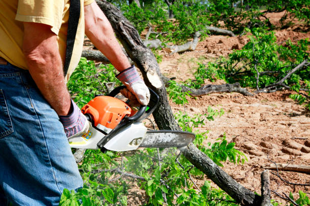 Dead Tree Removal in Normandy, MO